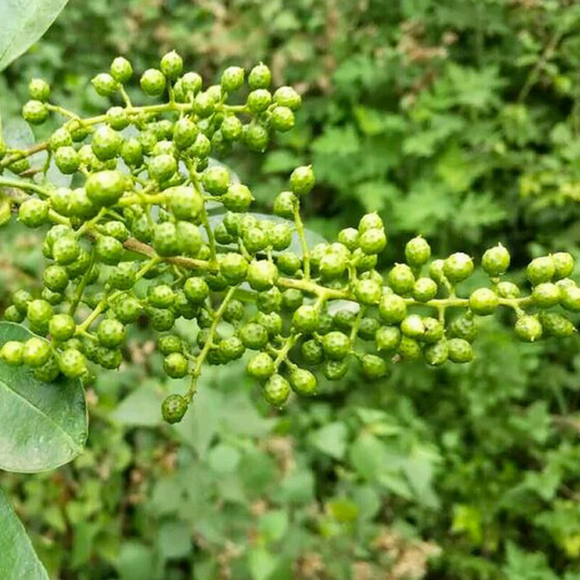baies de sichuan vertes sur l'arbre