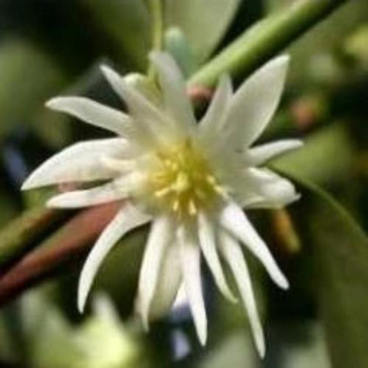 Badiane "anis étoilé" - 100% Naturelle - Origine Madagascar - Arts Délices