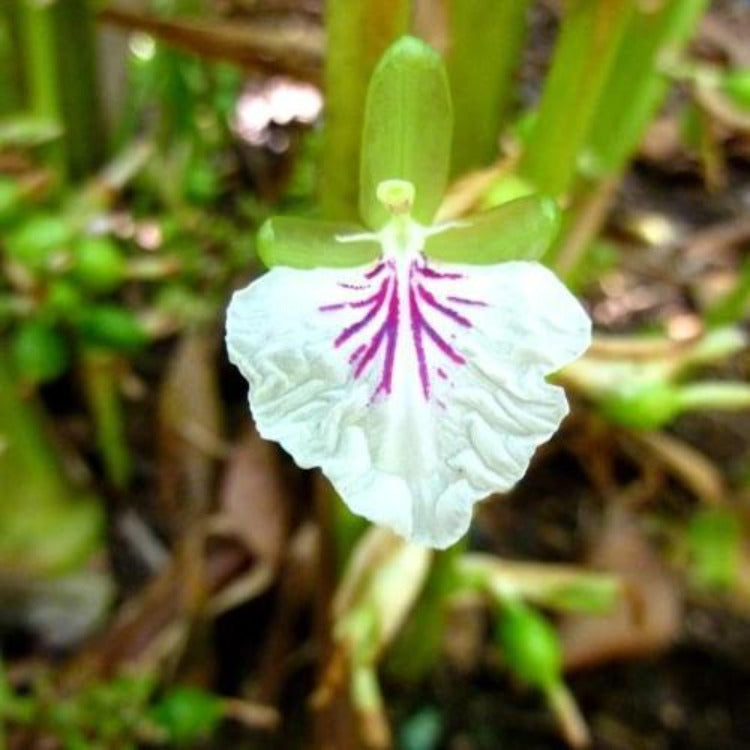 Cardamome verte - 100% Naturelle - Origine Madagascar - Arts Délices