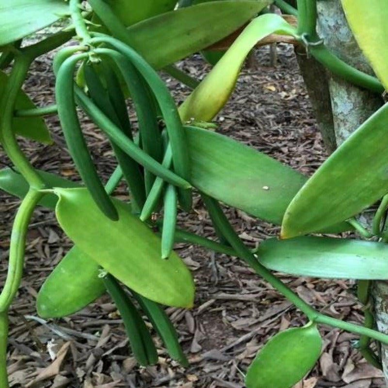 gousses de vanille verte dans la plantation
