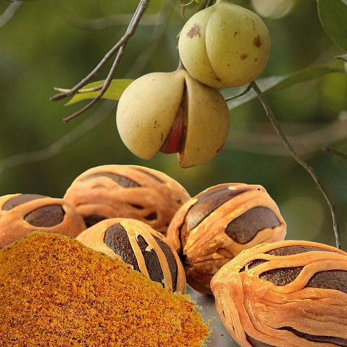 Macis de muscade - 100% Naturel - Origine Madagascar - Arts Délices