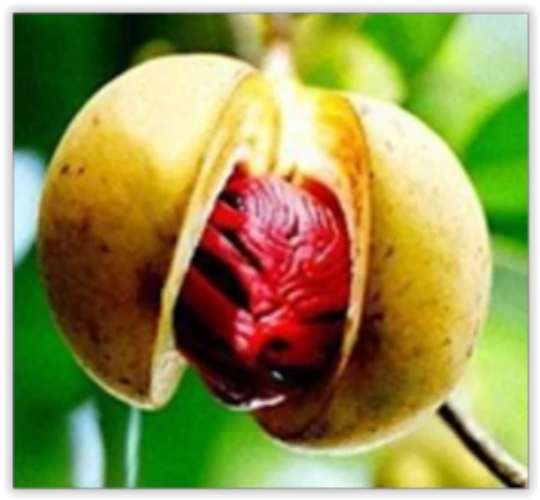 Noix de muscade - 100% Naturelle - Origine Madagascar - Arts Délices