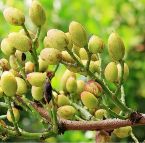 pistaches vertes
