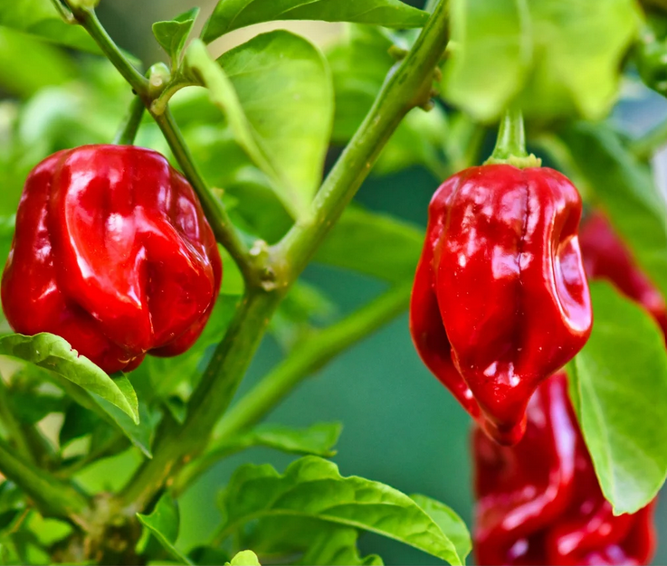Vos piments entiers et moulus