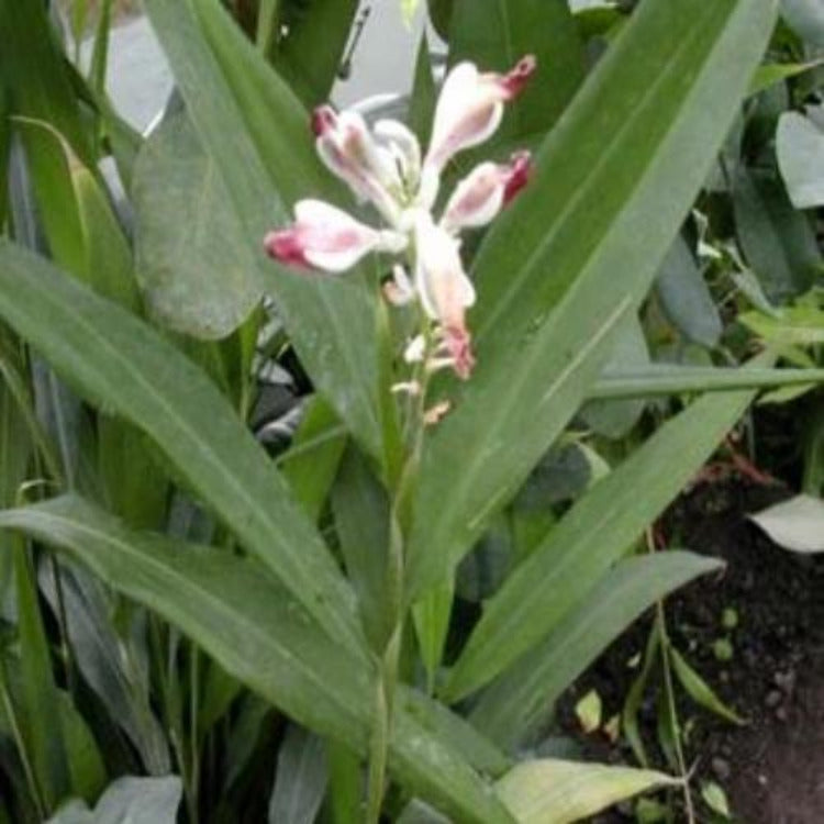 Cardamome verte - 100% Naturelle - Origine Madagascar - Arts Délices