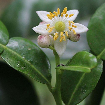 fleur ouverte sur arbre combawa 