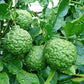 fruits du combawa ou combava sur son arbre