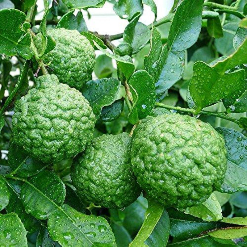 fruits du combawa ou combava sur son arbre