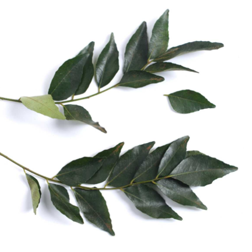 branches et feuilles fraîches de kaloupilé ou curry