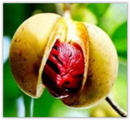 Noix de muscade - 100% Naturelle - Origine Madagascar - Arts Délices