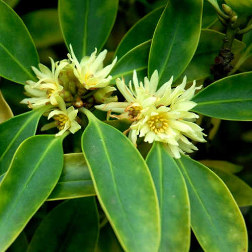 bois d'anis en fleur, badanier en fleur