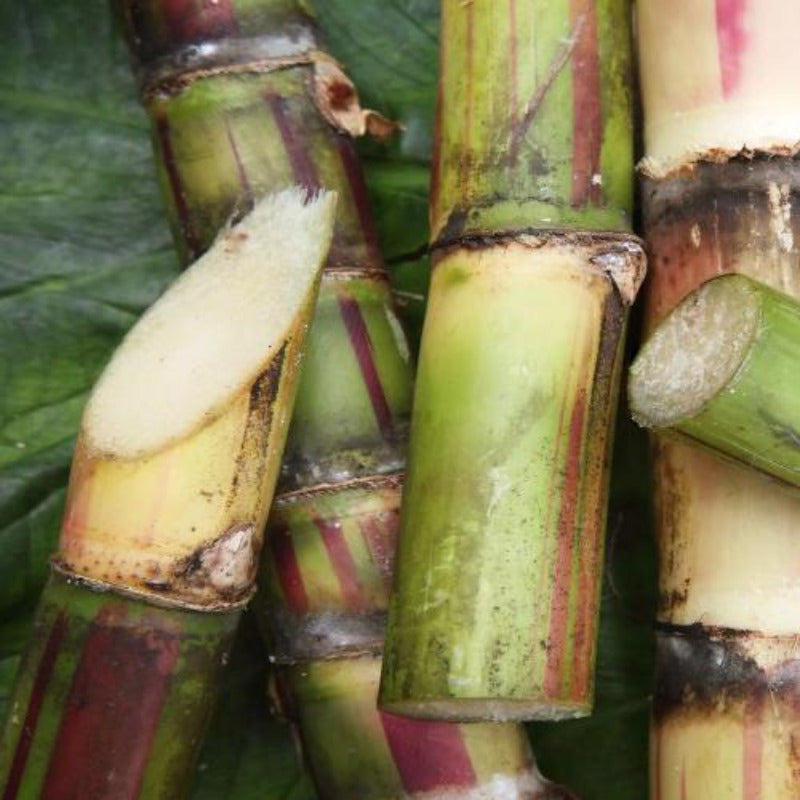 canne à sucre avant pressage en jus