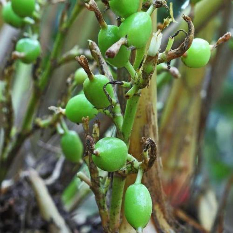 Cardamome verte - 100% Naturelle - Origine Madagascar - Arts Délices