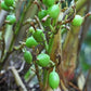 Cardamome verte - 100% Naturelle - Origine Madagascar - Arts Délices