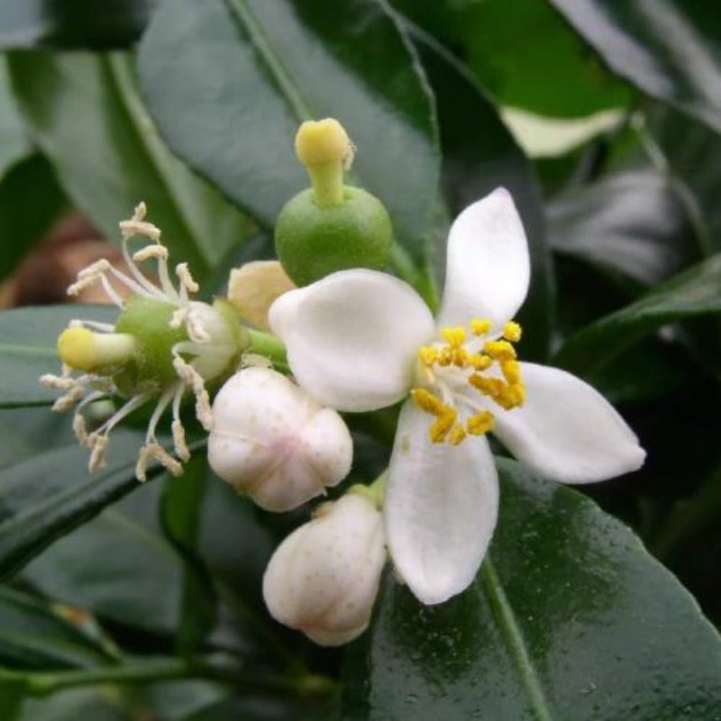 fleurs du fruit combawa ou combava