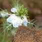 cumin