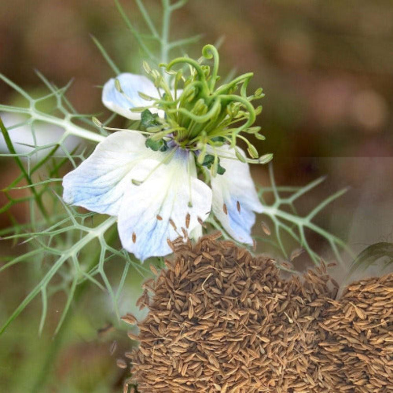 cumin
