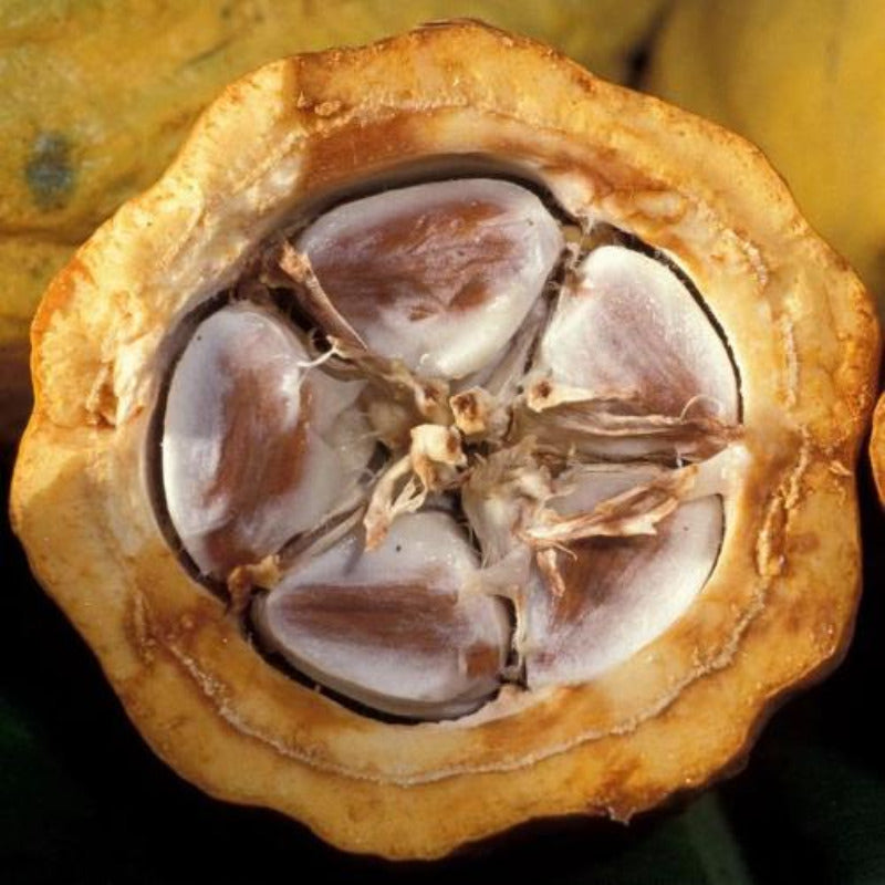 Fèves de cacao torréfiées - 100% Naturelle - Origine Madagascar - Arts Délices