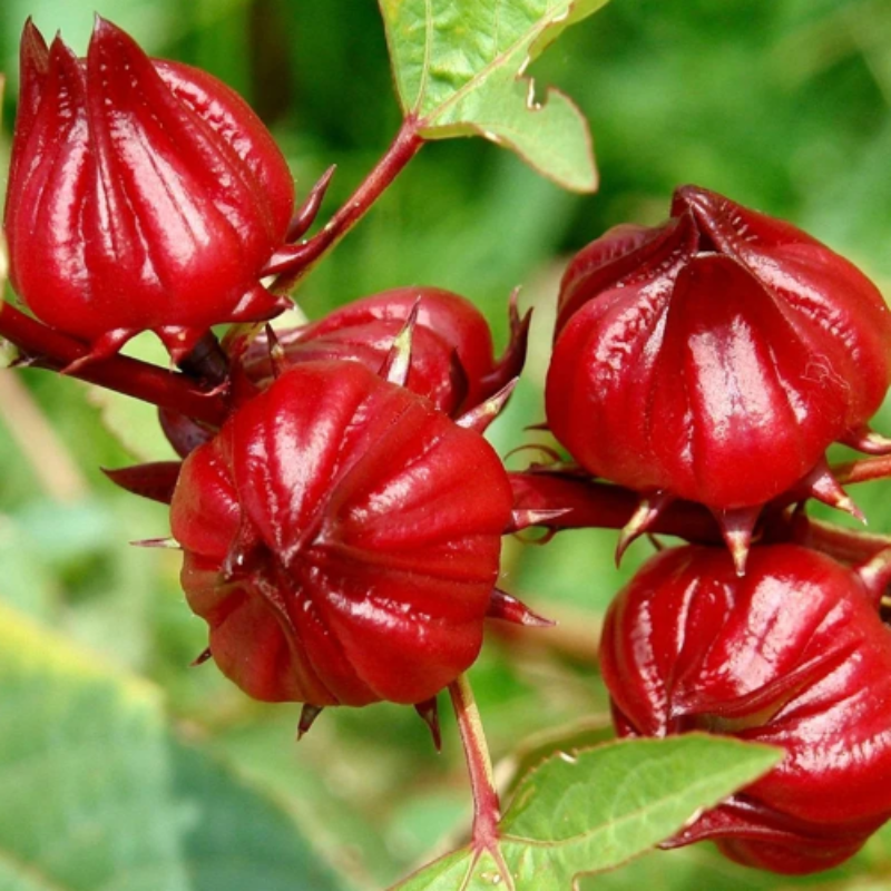 hibiscus calices des fleurs sur tige