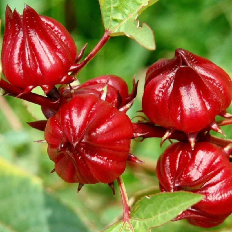 Fleurs d'hibiscus rouge (bissap)