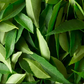 kaloupilé en feuilles fraîches