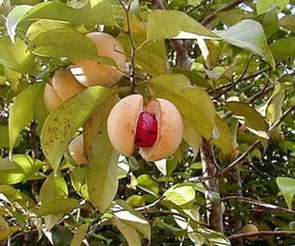 Noix de muscade - 100% Naturelle - Origine Madagascar - Arts Délices