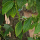 Poivre noir de Kampot - 100% Naturel - Origine Cambodge - Arts Délices
