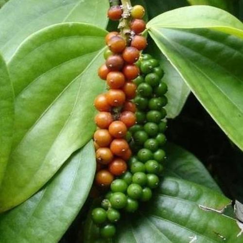 Poivre noir de Kampot - 100% Naturel - Origine Cambodge - Arts Délices