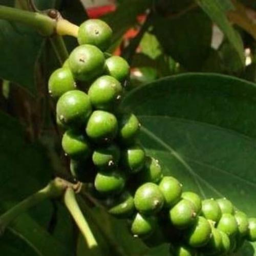 Poivre noir de Kampot - 100% Naturel - Origine Cambodge - Arts Délices
