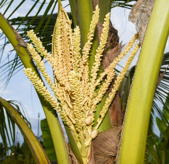 fleur de coco séve en sucre