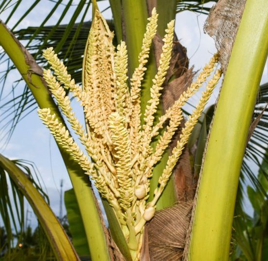 Sucre de coco affiné fleurs de palmier 100% Naturel Origine