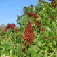 Sumac sauvage pur moulu - 100% Naturel - Origine Moyen-Orient  