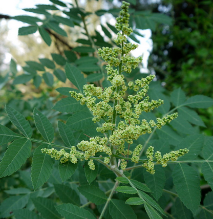 Sumac sauvage pur moulu - 100% Naturel - Origine Moyen-Orient 