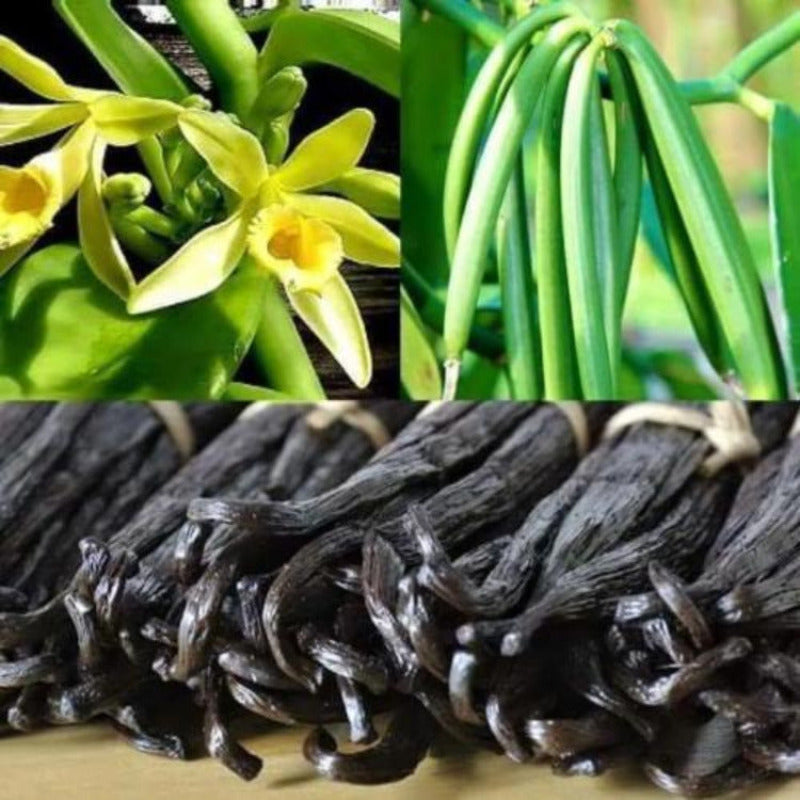 Vanille noire Bourbon poudre de gousses complètes broyées non épuisées 100%  Naturelle Origine Madagascar