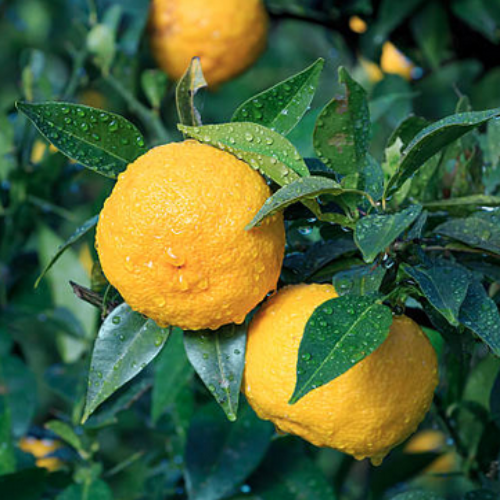 yuzu sur branches
